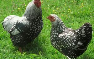 Les poules Jeunes 2è phase