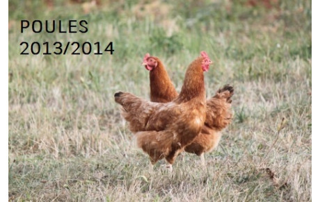 Poules de Brassage U15 U13 U11 + calendrier