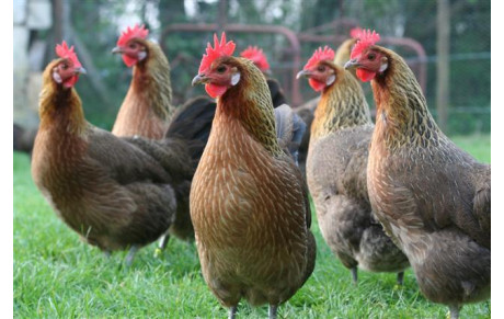Poules Jeunes District