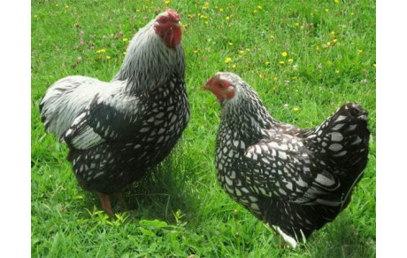 Poules Championnats Jeunes